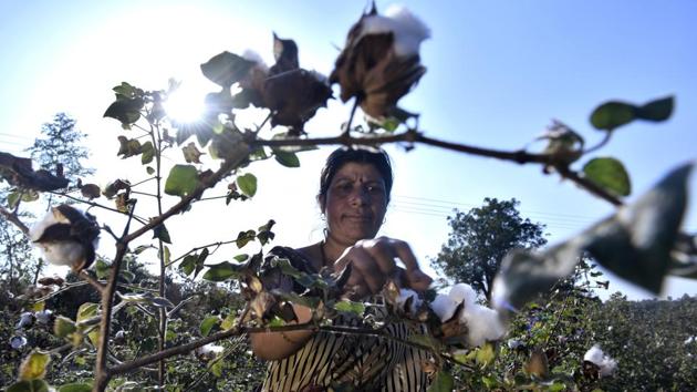 Usha Pandey, 39, a farmer from Maharashtra’s Amravati district, inspects her damaged cotton plants. In December 2017, the state’s cotton crop was devastated by a pink bollworm attack, the worst since the state adopted BT (Bollgard cotton) or genetically modified (GM) seed technology in 2002. The pink bollworm, native to Asia has now been proven resistant to the BT gene in India. (Anshuman Poyrekar / HT Photo) Usha Pandey, 39, a farmer from Maharashtra’s Amravati district, inspects her damaged cotton plants. In December 2017, the state’s cotton crop was devastated by a pink bollworm attack, the worst since the state adopted BT (Bollgard cotton) or genetically modified (GM) seed technology in 2002. The pink bollworm, native to Asia has now been proven resistant to the BT gene in India. (Anshuman Poyrekar / HT Photo)
