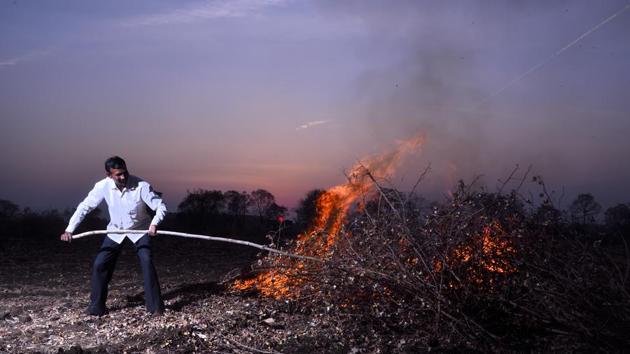 Ramdas Turi from Yavatmal district sets ablaze his pink bollworm-infested cotton crop spread across six acres. Farmers have been asked to burn down their crop to avoid another outbreak.(Anshuman Poyrekar/HT Photo) Ramdas Turi from Yavatmal district sets ablaze his pink bollworm-infested cotton crop spread across six acres. Farmers have been asked to burn down their crop to avoid another outbreak.(Anshuman Poyrekar/HT Photo)