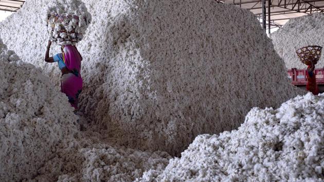The Maharashtra government, in its winter session, promised compensation which included Rs16,000 per hectare from seed companies, Rs 8,000 per hectare from insurance companies and Rs 6,800 per hectare from the National Disaster Fund (NDF). Given that seed companies are unwilling to fork out damages as proposed by the state and want the technology provider to be held responsible, compensation is no easy task. (Anshuman Poyrekar / HT Photo) The Maharashtra government, in its winter session, promised compensation which included Rs16,000 per hectare from seed companies, Rs 8,000 per hectare from insurance companies and Rs 6,800 per hectare from the National Disaster Fund (NDF). Given that seed companies are unwilling to fork out damages as proposed by the state and want the technology provider to be held responsible, compensation is no easy task. (Anshuman Poyrekar / HT Photo)