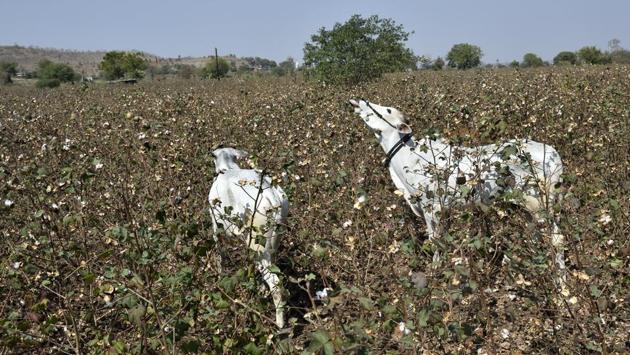 Cattle graze in an infected cotton field in Yavatmal. “This pest attack is unprecedented and we are looking at a year of agrarian misery for the cotton farmers. This will lead to a spurt in farmer suicides and I will hold the government responsible unless it delivers on the promised compensation,’’ said Kishore Tiwari, chairman of the Vasantrao Naik Shetkari Swavlamban Mission. (Anshuman Poyrekar / HT Photo) Cattle graze in an infected cotton field in Yavatmal. “This pest attack is unprecedented and we are looking at a year of agrarian misery for the cotton farmers. This will lead to a spurt in farmer suicides and I will hold the government responsible unless it delivers on the promised compensation,’’ said Kishore Tiwari, chairman of the Vasantrao Naik Shetkari Swavlamban Mission. (Anshuman Poyrekar / HT Photo)