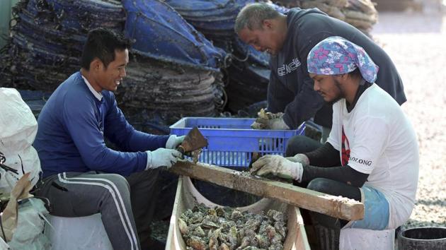 Employees clean oyster shells at the Dibba Bay Oyster Farm’s facilities in Dibba, United Arab Emirates. The waters of the Persian Gulf have long been home to pearl oysters. Now, off the shores of Fujairah, an emirate with a coastline that juts out into the Gulf of Oman, a new type of oyster is thriving -- the edible kind. (Kamran Jebreili / AP) Employees clean oyster shells at the Dibba Bay Oyster Farm’s facilities in Dibba, United Arab Emirates. The waters of the Persian Gulf have long been home to pearl oysters. Now, off the shores of Fujairah, an emirate with a coastline that juts out into the Gulf of Oman, a new type of oyster is thriving -- the edible kind. (Kamran Jebreili / AP)