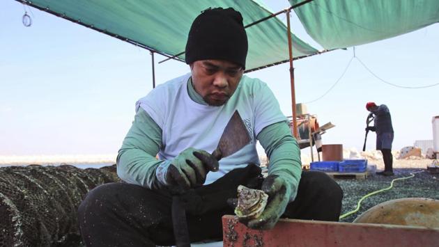 A Dibba Bay employee shucks a Pacific Cupped oyster. Long thought of as a cold water delicacy, locally farmed edible oysters have made their way to tables in 12 different restaurants in Dubai, the cosmopolitan emirate east of Fujairah that is home to some of the Middle East’s top-rated restaurants serving international tourists and residents. (Kamran Jebreili / AP) A Dibba Bay employee shucks a Pacific Cupped oyster. Long thought of as a cold water delicacy, locally farmed edible oysters have made their way to tables in 12 different restaurants in Dubai, the cosmopolitan emirate east of Fujairah that is home to some of the Middle East’s top-rated restaurants serving international tourists and residents. (Kamran Jebreili / AP)