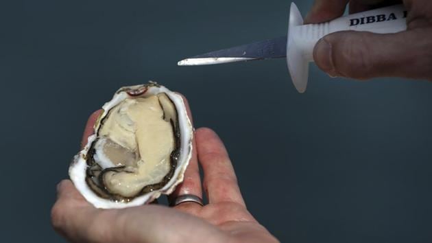 Ramie Murray, owner and founder of the Dibba Bay Oyster Farm, presents a fresh oyster. Established two years ago, the farm produces up to 20,000 oysters a month. Grown inside multi-tiered, netted baskets submerged in the open water, there are about one million oysters at various stages of growth at any given time. An oyster can take anywhere between 12 and 18 months to grow to full market size. (Kamran Jebreili / AP) Ramie Murray, owner and founder of the Dibba Bay Oyster Farm, presents a fresh oyster. Established two years ago, the farm produces up to 20,000 oysters a month. Grown inside multi-tiered, netted baskets submerged in the open water, there are about one million oysters at various stages of growth at any given time. An oyster can take anywhere between 12 and 18 months to grow to full market size. (Kamran Jebreili / AP)