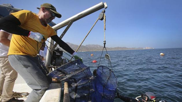The UAE imports nearly all of its food due to its harsh desert climate, but being able to deliver fresh oysters within hours to restaurants has made the delicacy an attractive menu item at some of Dubai’s most popular seafood restaurants. Due to the warmer water temperatures, Murray says his Pacific Cupped oysters grow faster than they might in cooler climates. (Kamran Jebreili / AP) The UAE imports nearly all of its food due to its harsh desert climate, but being able to deliver fresh oysters within hours to restaurants has made the delicacy an attractive menu item at some of Dubai’s most popular seafood restaurants. Due to the warmer water temperatures, Murray says his Pacific Cupped oysters grow faster than they might in cooler climates. (Kamran Jebreili / AP)