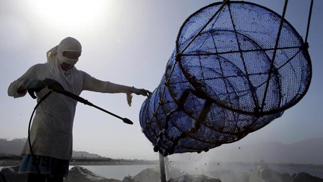 An employee hoses down a lantern net at the company’s harvesting and processing facilities. Murray plans to ramp up production to about 150,000 oysters a day in coming years and expand to other markets in the region. (Kamran Jebreili / AP) An employee hoses down a lantern net at the company’s harvesting and processing facilities. Murray plans to ramp up production to about 150,000 oysters a day in coming years and expand to other markets in the region. (Kamran Jebreili / AP)