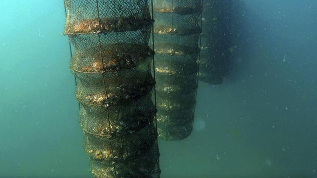 Lantern nets holding oysters hang underwater at the Dibba Bay Oyster Farm. “With these local oysters, we take them out of the water in the morning, and then in the afternoon they’re with the hotels, they’re with the chefs, they’re in the restaurant,” said Murray. The Dibba Bay farm claims to be the first of its kind in the Middle East. (Fay Abuelgasim / AP) Lantern nets holding oysters hang underwater at the Dibba Bay Oyster Farm. “With these local oysters, we take them out of the water in the morning, and then in the afternoon they’re with the hotels, they’re with the chefs, they’re in the restaurant,” said Murray. The Dibba Bay farm claims to be the first of its kind in the Middle East. (Fay Abuelgasim / AP)