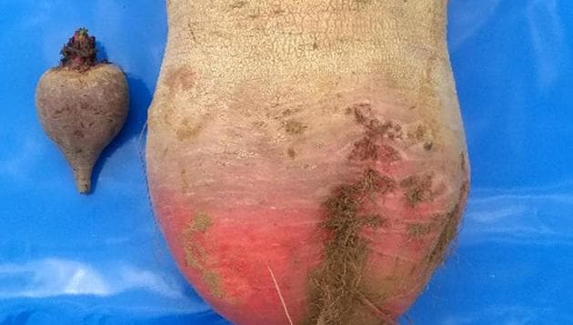 The fodder beet (right) developed by CAZRI in Jodhpur. (HT photo) The fodder beet (right) developed by CAZRI in Jodhpur. (HT photo)