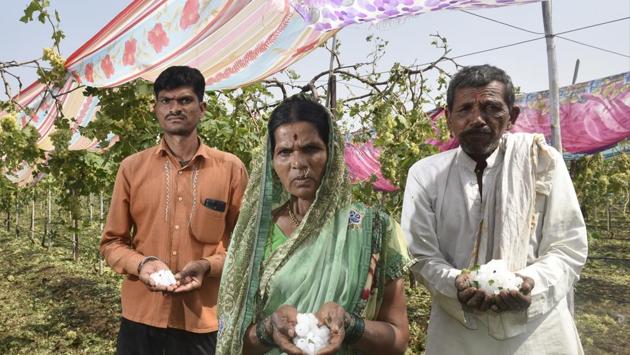 The Shelke family from Jalna district, Marathwada, lost 200 quintals of grapes on their one-and-a-half acre field. (Anshuman Poyrekar/HT Photo) The Shelke family from Jalna district, Marathwada, lost 200 quintals of grapes on their one-and-a-half acre field. (Anshuman Poyrekar/HT Photo)