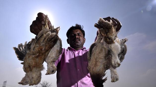 Rameshwar Sahare, lost around 50-60 chickens in the sudden downpour of the hailstorm at Vanjar Umraj village in Jalna district of Marathwada(Anshuman Poyrekar/HT Photo)