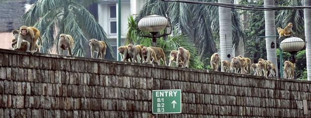 Monkeying around. (Kamal Kishore/PTI) Monkeying around. (Kamal Kishore/PTI)