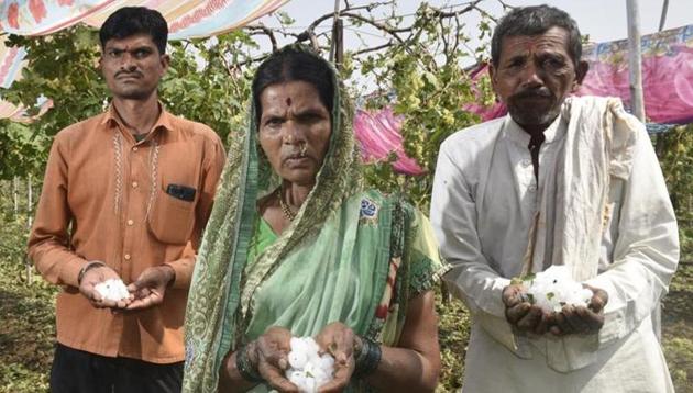 The Shelke family from Jalna district, Marathwada, lost 200 quintals of grapes on their one-and-a-half acre field. (Anshuman Poyrekar/HT Photo) The Shelke family from Jalna district, Marathwada, lost 200 quintals of grapes on their one-and-a-half acre field. (Anshuman Poyrekar/HT Photo)