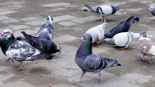 “It has very good sense of direction and in the interiors of Punjab, racing pigeons or kabootar baazi is very popular,” says Singh.  (Keshav Singh/HT) 