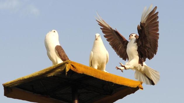 Siraji Pigeons in Chandigarh. For dewy-eyed romantics, pigeons are carriers of love letters, but for others the birds can be pesky, rather untidy tenants. (Keshav Singh/HT) 