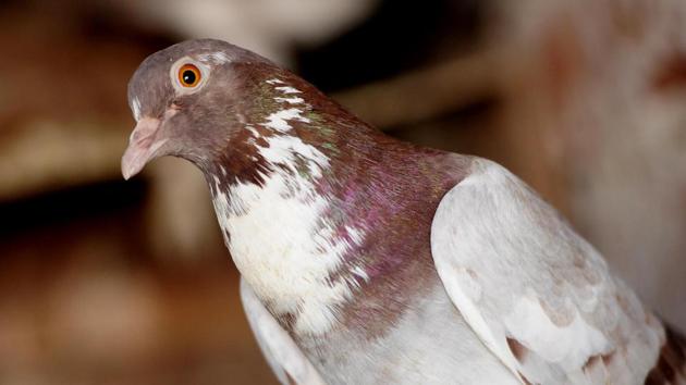 According to Gaurav Chauhan, who owns 50 pigeons, there’s been a renewed interest in pigeon keeping and gaming in the last few years.  (Keshav Singh/HT) 