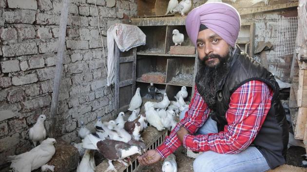 Pigeon enthusiast JagJaspreet Singh loves them for their ability to respond quickly to training.(Keshav Singh/HT)