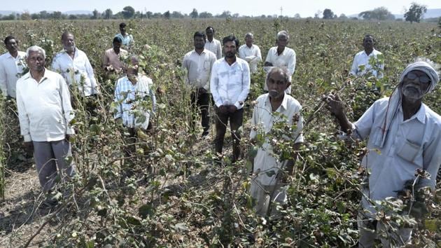 Farmers from Wadgaon village in Yavatmal district say that the worm outbreak has not spared a single cotton farm in their village. They have sought swifter loan-waiver implementation and compensation for cotton losses. (Anshuman Poyrekar / HT Photo) 