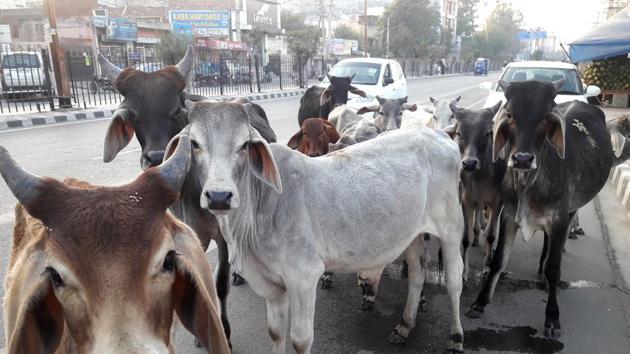 Cows take over a road in Rohtak, a problem seen in many Indian cities.(Manoj Dhaka/ HT file photo)