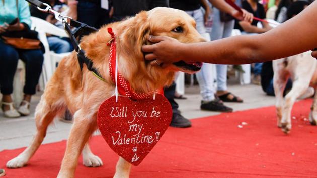 Many of the owners had dressed up their pets and had put up creative and catchy slogans to match their costumes. (Sanket Wankhade/HT PHOTO) 