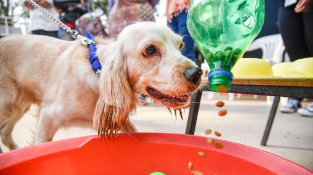 As the evening came to a conclusion, the dogs were craving for a snack and that is exactly what they got.  (Sanket Wankhade/HT PHOTO) 