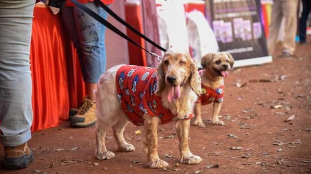 The dogs wore shirts and other accessories and were enthusiastic to hit the ramp. (Sanket Wankhade/HT PHOTO) 