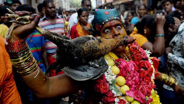 A devotee dressed as the goddess Kali dances during a ritual while bitting a dead chicken at a procession to mark Shivratri in Chennai on February 15. (Arun Sankar / AFP) A devotee dressed as the goddess Kali dances during a ritual while bitting a dead chicken at a procession to mark Shivratri in Chennai on February 15. (Arun Sankar / AFP)