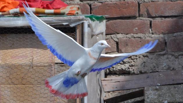 “Did you know that pigeons can recognise the voice of their trainer and understand commands as well,” asks Arun Parkhi, a resident of Sector 26, Chandigarh. 