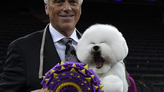 Flynn the Bichon Frise, with handler Bill McFadden, poses after winning “Best in Show” at the Westminster Kennel Club 142nd Annual Dog Show in Madison Square Garden in New York. (Timothy A. Clary / AFP) Flynn the Bichon Frise, with handler Bill McFadden, poses after winning “Best in Show” at the Westminster Kennel Club 142nd Annual Dog Show in Madison Square Garden in New York. (Timothy A. Clary / AFP)