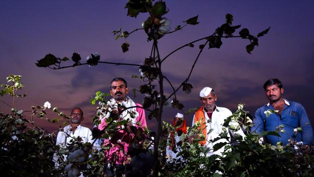 Caught off-guard by the sudden pink bollworm attack on their cotton crop, farmers in Marathwada are blaming the state administration for not alerting them about it when there were initial signs. The farmers claim that they only found out about the outbreak when the ginning mills started rejecting their infested produce. (Anshuman Poyrekar/HT Photo) Caught off-guard by the sudden pink bollworm attack on their cotton crop, farmers in Marathwada are blaming the state administration for not alerting them about it when there were initial signs. The farmers claim that they only found out about the outbreak when the ginning mills started rejecting their infested produce. (Anshuman Poyrekar/HT Photo)