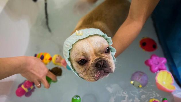 A French bulldog gets a bath while a staff member puts toys into the water during a spa treatment session in Hong Kong. SexySushi, in the fashionable neighbourhood of Sai Ying Pun, sells itself as a “prestige pet grooming salon” and refers to dog owners as “parents”. (Isaac Lawrence / AFP) A French bulldog gets a bath while a staff member puts toys into the water during a spa treatment session in Hong Kong. SexySushi, in the fashionable neighbourhood of Sai Ying Pun, sells itself as a “prestige pet grooming salon” and refers to dog owners as “parents”. (Isaac Lawrence / AFP)