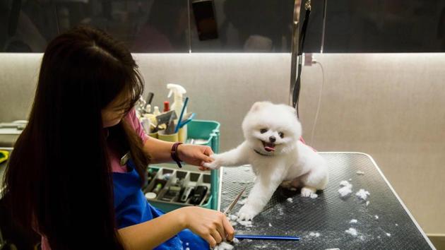 A dog gets a hair cut during a spa treatment session. The salon offers milk and herbal spa treatments, designed to improve fur quality and treat skin problems. There are also ear-cleaning and manicure services, with some costing over HK$1,000. (Isaac Lawrence / AFP) A dog gets a hair cut during a spa treatment session. The salon offers milk and herbal spa treatments, designed to improve fur quality and treat skin problems. There are also ear-cleaning and manicure services, with some costing over HK$1,000. (Isaac Lawrence / AFP)
