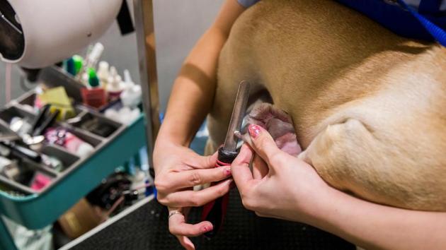 A bulldog gets his nails trimmed and filed at a pet groomer’s in Hong Kong. For Hong Kong dogs, grooming goes way beyond a brush and a toe-clip-- a deluxe once-a-month pampering which includes lavender oxygen therapy and a milk bath. (Isaac Lawrence / AFP) A bulldog gets his nails trimmed and filed at a pet groomer’s in Hong Kong. For Hong Kong dogs, grooming goes way beyond a brush and a toe-clip-- a deluxe once-a-month pampering which includes lavender oxygen therapy and a milk bath. (Isaac Lawrence / AFP)