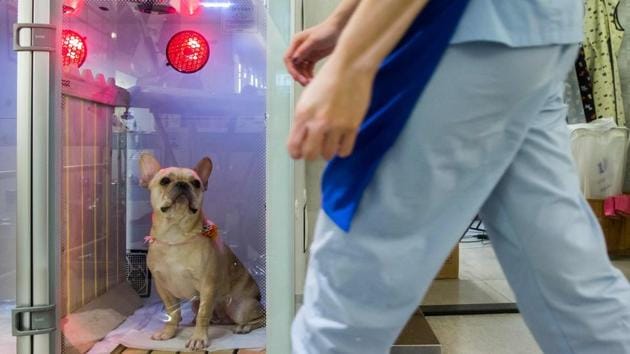 A bulldog inside a booth that provides oxygen during a spa treatment session in Hong Kong. Lam, 30, who set up the store three years ago, said most clients bring their dogs in every two weeks for upkeep and trimming, and once every few months for full grooming. (Isaac Lawrence / AFP) A bulldog inside a booth that provides oxygen during a spa treatment session in Hong Kong. Lam, 30, who set up the store three years ago, said most clients bring their dogs in every two weeks for upkeep and trimming, and once every few months for full grooming. (Isaac Lawrence / AFP)