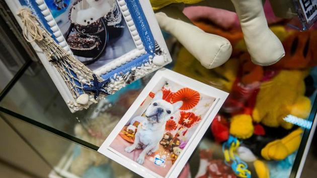 A photo of a French bulldog is printed for its owner after the dog finished a spa treatment session. To celebrate Chinese New Year, all dogs receiving spa treatments at the shop pose for a bonus photo shoot, surrounded by red and gold-coloured traditional hanging ornaments and stuffed dog toys. (Isaac Lawrence / AFP) A photo of a French bulldog is printed for its owner after the dog finished a spa treatment session. To celebrate Chinese New Year, all dogs receiving spa treatments at the shop pose for a bonus photo shoot, surrounded by red and gold-coloured traditional hanging ornaments and stuffed dog toys. (Isaac Lawrence / AFP)