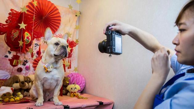 A French bulldog named Bao gets a photo clicked after a spa treatment session at a pet groomer’s in Hong Kong. As the city welcomes the Year of the Dog, pet owners are pushing out the boat more than ever to ensure their pooches are glossed and spritzed. (Isaac Lawrence / AFP) A French bulldog named Bao gets a photo clicked after a spa treatment session at a pet groomer’s in Hong Kong. As the city welcomes the Year of the Dog, pet owners are pushing out the boat more than ever to ensure their pooches are glossed and spritzed. (Isaac Lawrence / AFP)