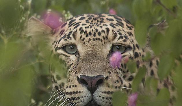A leopard gazes gently from a hiding place among wild blooms. (Praveen Prem Kumar pai) A leopard gazes gently from a hiding place among wild blooms. (Praveen Prem Kumar pai)