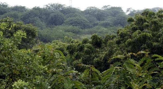 The Compensatory Afforestation Fund Act was passed in 2016, creating national and state-level fund.(HT File Photo)