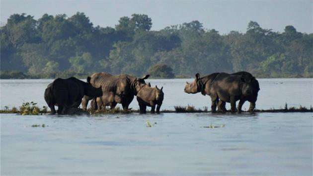 Rhinos with their calves standing on an elevated land in the flooded Kaziranga National Park in Assam.(PTI)