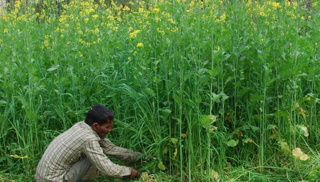 While the plain districts like Dehradun, Haridwar, Udham Singh Nagar, with high per capita income, is leading to good figures when the average of the whole state is counted, the hill districts are still lagging behind. (HT PHOTO) While the plain districts like Dehradun, Haridwar, Udham Singh Nagar, with high per capita income, is leading to good figures when the average of the whole state is counted, the hill districts are still lagging behind. (HT PHOTO)