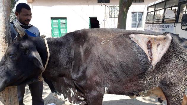 Doctors took more than three hours to clean out the four compartments of the cow, taking out 80kg of polythene waste.(HT Photo)