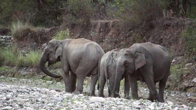 Three days after an elephant was killed after being hit by a train inside the Rajaji Tiger Reserve, members of the Northern Railway Men’s Union have opposed the forest department’s move to file a case against the train driver.(HT FILE)