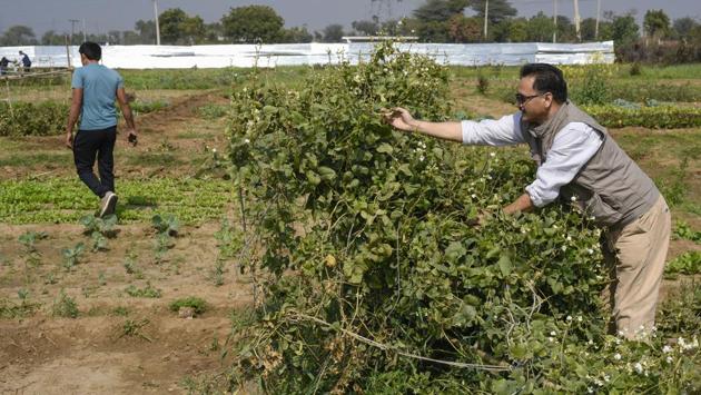 The‘agri-enterprises’ believe they are creating a sustainable local food and agricultural system that benefits the farmers, urban communities, and the environment. These firms help residents set up organic farms by subleasing farmland it takes on lease from farmers. (Burhaan Kinu / HT Photo) The‘agri-enterprises’ believe they are creating a sustainable local food and agricultural system that benefits the farmers, urban communities, and the environment. These firms help residents set up organic farms by subleasing farmland it takes on lease from farmers. (Burhaan Kinu / HT Photo)