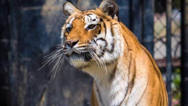 10-year-old Rani, the female tiger.(HT PHOTO) 10-year-old Rani, the female tiger.(HT PHOTO)