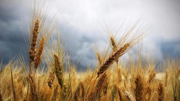 Apart from business guarantee, the state government will also make land available on lease to the private entrepreneurs who agree to set up silos. (Representative image) Apart from business guarantee, the state government will also make land available on lease to the private entrepreneurs who agree to set up silos. (Representative image)