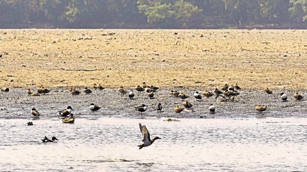 The Gautam Budh Nagar district forest department wants to beautify and revamp the 4.5 square kilometre Okhla Bird Sanctuary. (Sunil Ghosh/ HT File) The Gautam Budh Nagar district forest department wants to beautify and revamp the 4.5 square kilometre Okhla Bird Sanctuary. (Sunil Ghosh/ HT File)