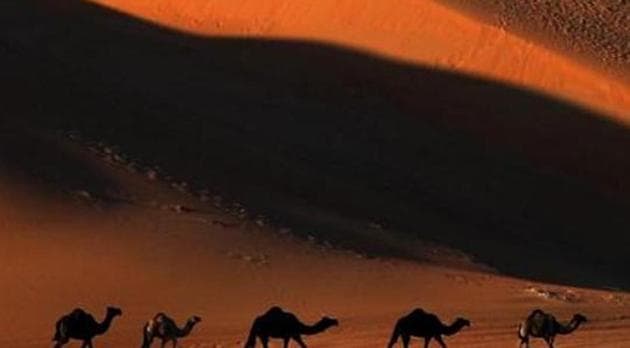 In the past one year, more than 700 camels have been saved from being illegally slaughtered in far-off southern and eastern states of the country.(AFP (REPRESENTATIVE PIC)) In the past one year, more than 700 camels have been saved from being illegally slaughtered in far-off southern and eastern states of the country.(AFP (REPRESENTATIVE PIC))