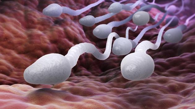 A highly effective tail is needed in order for a sperm to be able to swim, and for a baby to be conceived. (Shutterstock) A highly effective tail is needed in order for a sperm to be able to swim, and for a baby to be conceived. (Shutterstock)