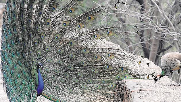 According to official data, 145 peafowls were sick and 28 died in Haryana in the period between July and September 2012.(Parveen Kumar/HT File) According to official data, 145 peafowls were sick and 28 died in Haryana in the period between July and September 2012.(Parveen Kumar/HT File)