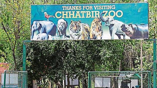 Since January, Chhatbir zoo has lost eight animals, including a blackbuck, a chowsingha, a mouse deer and a bison, to the viral disease that has spread in Chhat and Gager villages too. (HT File photo) Since January, Chhatbir zoo has lost eight animals, including a blackbuck, a chowsingha, a mouse deer and a bison, to the viral disease that has spread in Chhat and Gager villages too. (HT File photo)