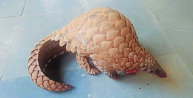 Two Arrested For Attempting To Sell A Pangolin For 40 Lakh Near Mumbai Mumbai News Hindustan Times