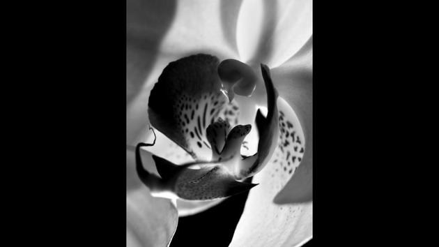 It is impossible to not let the mind sway into a self-exploration of the body when looking at his stark black and white images. The erotica scratches at the surface, the imagination, not. (The Estate of Prabuddha Dasgupta / PHOTOINK) 
